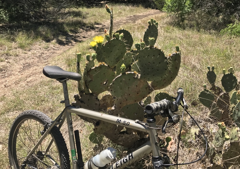 Prickly pears in bloom brightened up the ride.